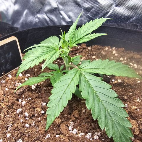 Double Kush Cake Automatic growlog timeline photo