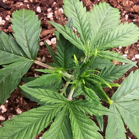 Double Kush Cake Automatic growlog timeline photo