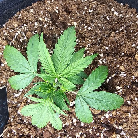 Double Kush Cake Automatic growlog timeline photo