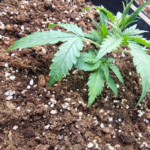 Double Kush Cake Automatic growlog timeline photo