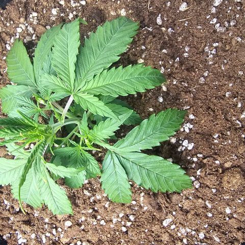 Double Kush Cake Automatic growlog timeline photo