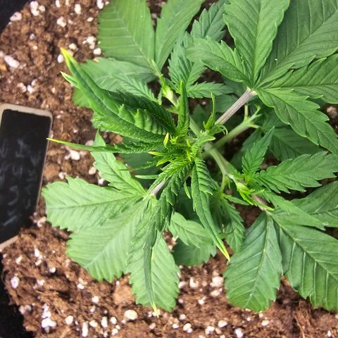 Double Kush Cake Automatic growlog timeline photo