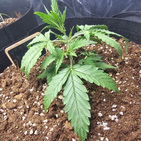 Double Kush Cake Automatic growlog timeline photo