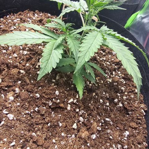 Double Kush Cake Automatic growlog timeline photo