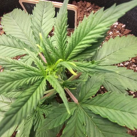 Double Kush Cake Automatic growlog timeline photo