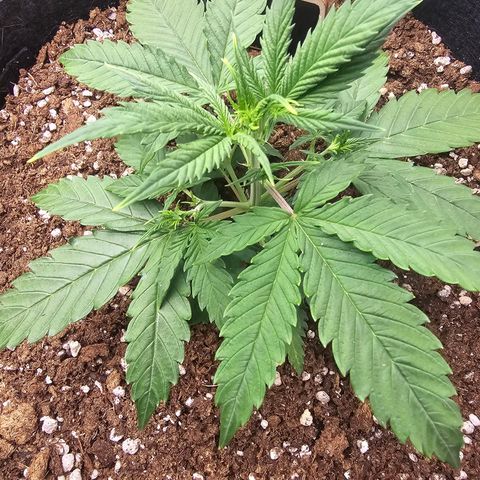 Double Kush Cake Automatic growlog timeline photo