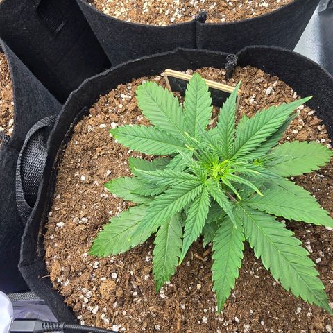Double Kush Cake Automatic growlog timeline photo