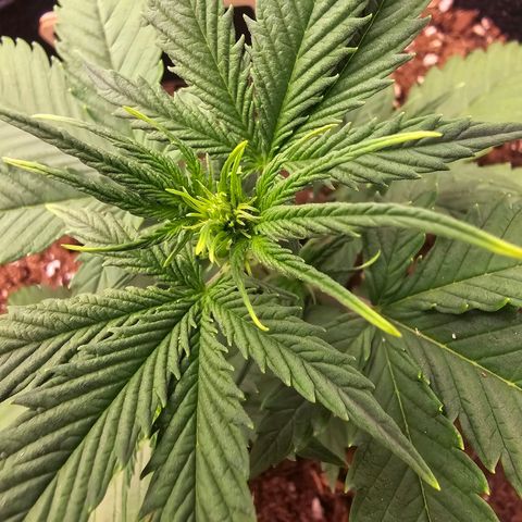 Double Kush Cake Automatic growlog timeline photo