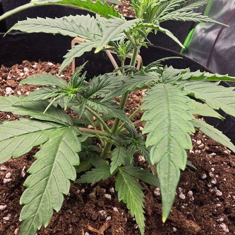 Double Kush Cake Automatic growlog timeline photo
