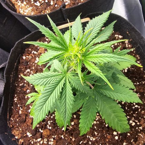 Double Kush Cake Automatic growlog timeline photo