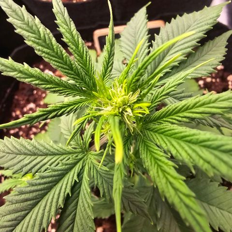 Double Kush Cake Automatic growlog timeline photo