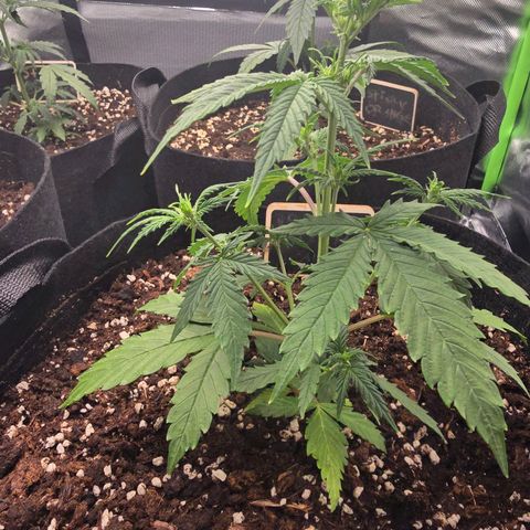 Double Kush Cake Automatic growlog timeline photo