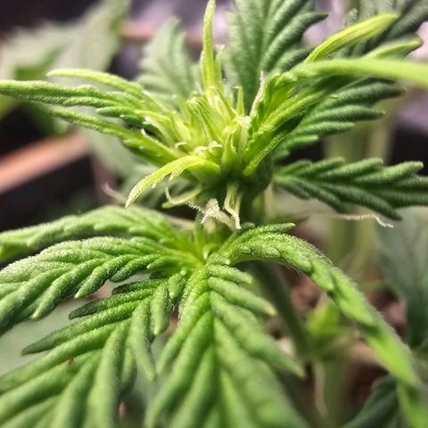 Double Kush Cake Automatic growlog timeline photo