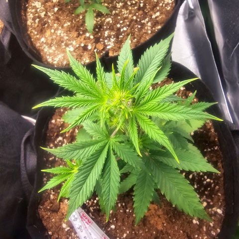 Double Kush Cake Automatic growlog timeline photo
