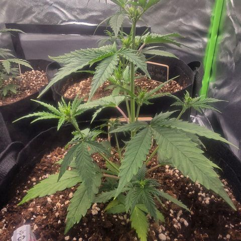 Double Kush Cake Automatic growlog timeline photo