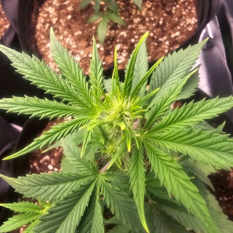 Double Kush Cake Automatic growlog timeline photo