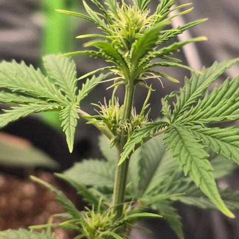Double Kush Cake Automatic growlog timeline photo