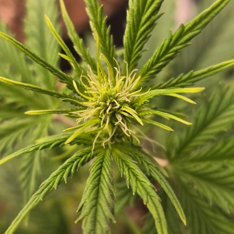 Double Kush Cake Automatic growlog timeline photo