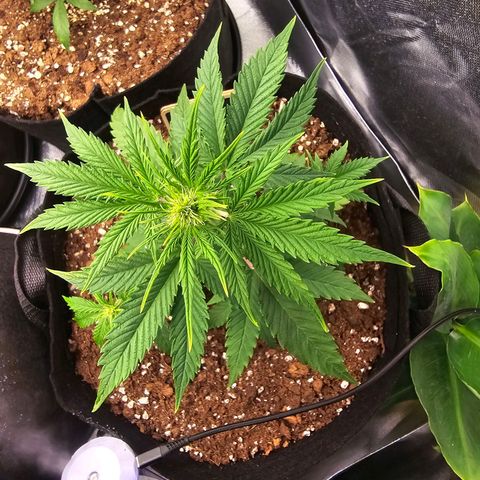 Double Kush Cake Automatic growlog timeline photo