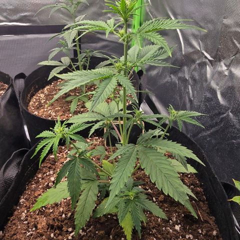 Double Kush Cake Automatic growlog timeline photo