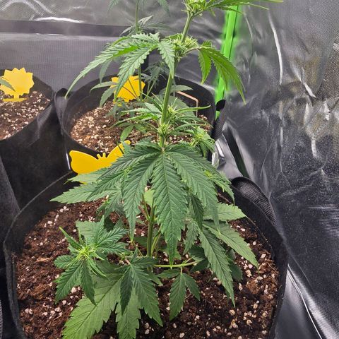 Double Kush Cake Automatic growlog timeline photo