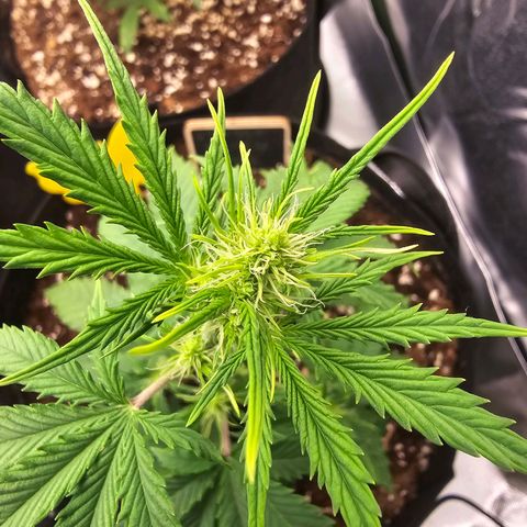 Double Kush Cake Automatic growlog timeline photo