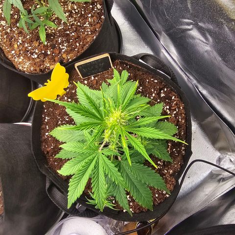 Double Kush Cake Automatic growlog timeline photo
