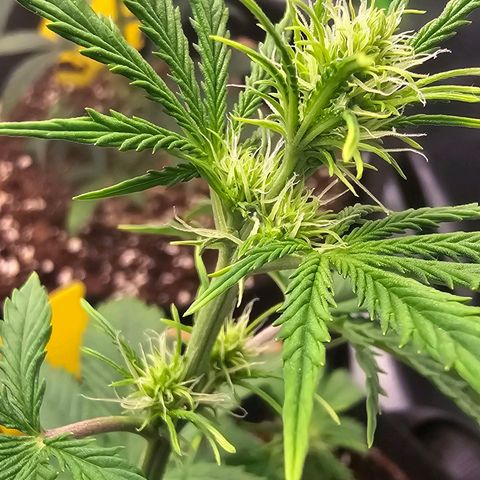 Double Kush Cake Automatic growlog timeline photo