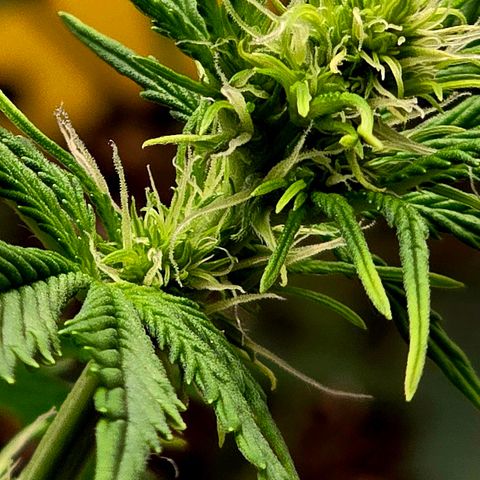 Double Kush Cake Automatic growlog timeline photo