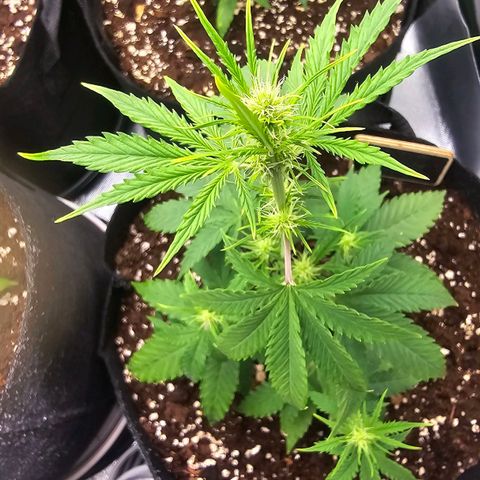Double Kush Cake Automatic growlog timeline photo