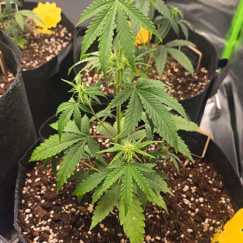 Double Kush Cake Automatic growlog timeline photo