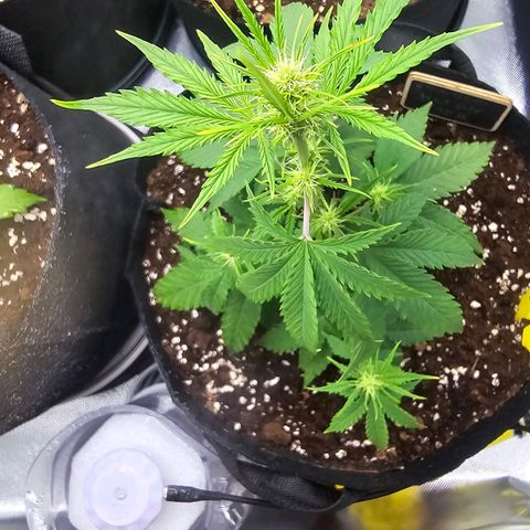 Double Kush Cake Automatic growlog timeline photo