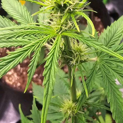 Double Kush Cake Automatic growlog timeline photo