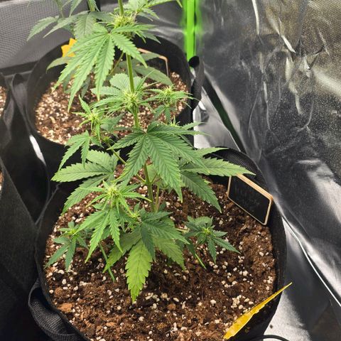 Double Kush Cake Automatic growlog timeline photo