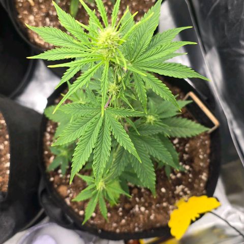 Double Kush Cake Automatic growlog timeline photo