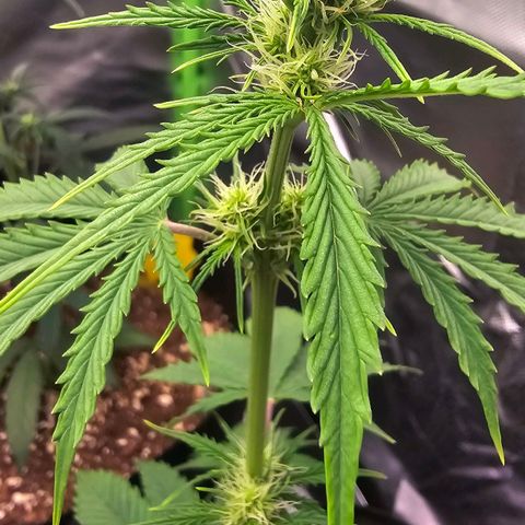 Double Kush Cake Automatic growlog timeline photo