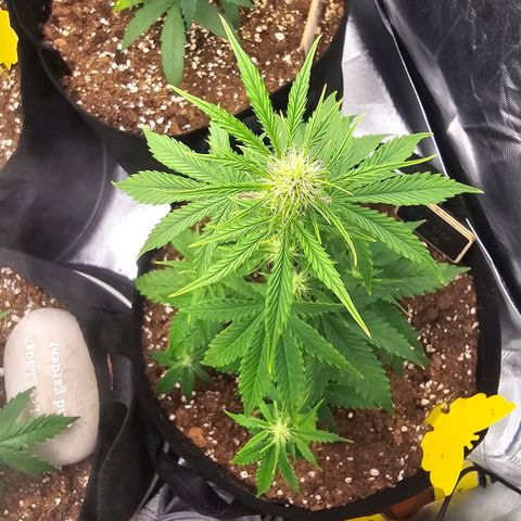 Double Kush Cake Automatic growlog timeline photo