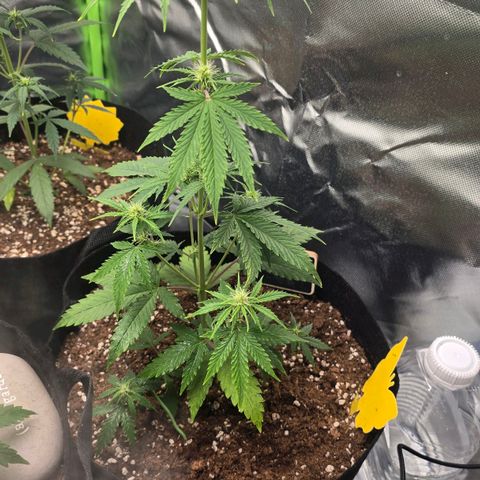 Double Kush Cake Automatic growlog timeline photo