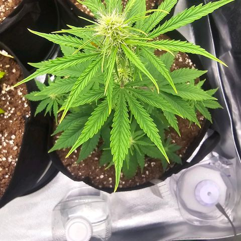 Double Kush Cake Automatic growlog timeline photo
