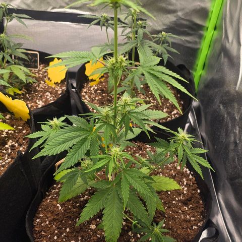 Double Kush Cake Automatic growlog timeline photo