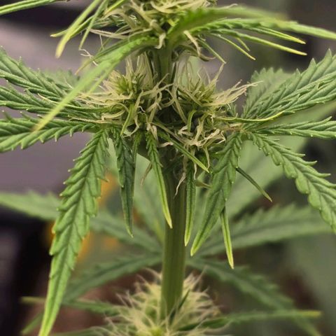 Double Kush Cake Automatic growlog timeline photo