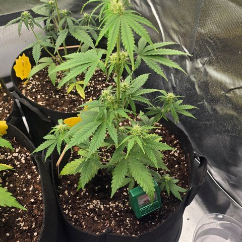Double Kush Cake Automatic growlog timeline photo