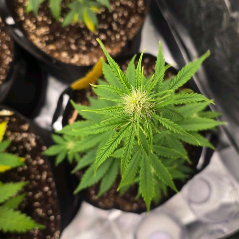 Double Kush Cake Automatic growlog timeline photo