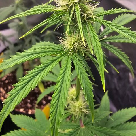 Double Kush Cake Automatic growlog timeline photo