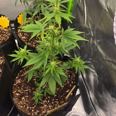 Double Kush Cake Automatic growlog timeline photo