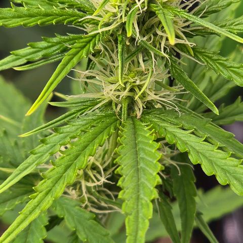 Double Kush Cake Automatic growlog timeline photo