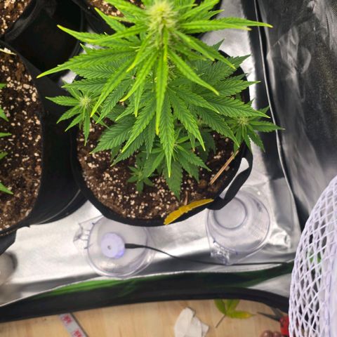 Double Kush Cake Automatic growlog timeline photo