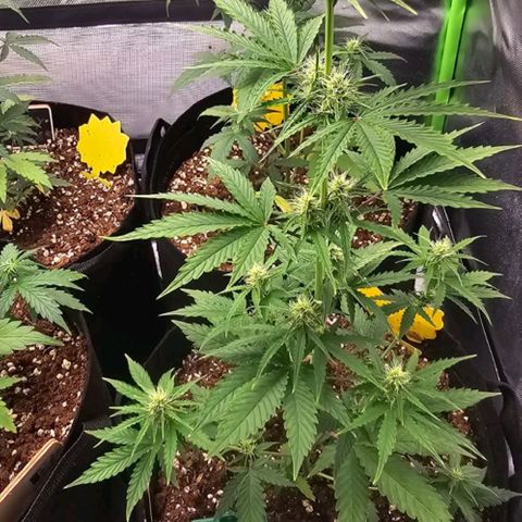 Double Kush Cake Automatic growlog timeline photo
