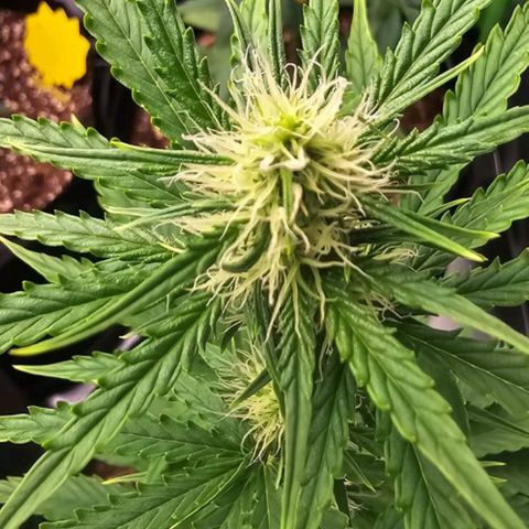 Double Kush Cake Automatic growlog timeline photo