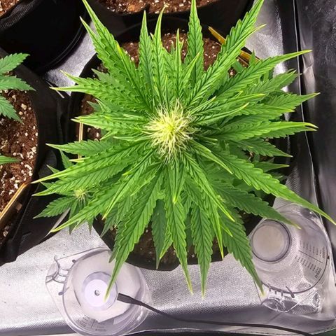 Double Kush Cake Automatic growlog timeline photo